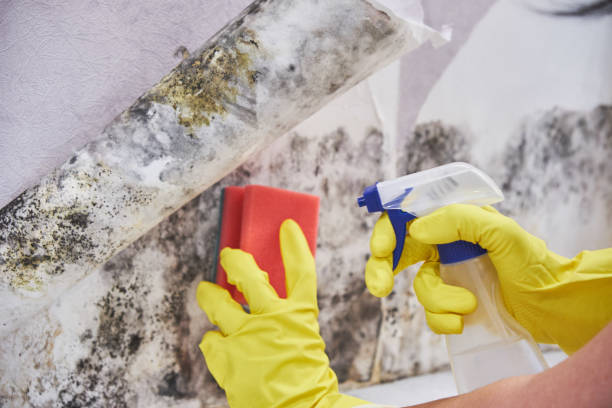 Crete, NE Mold Removal Services Company